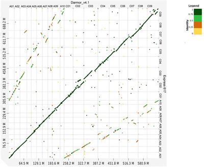 Chromosome-Scale Assembly of Winter Oilseed Rape Brassica napus